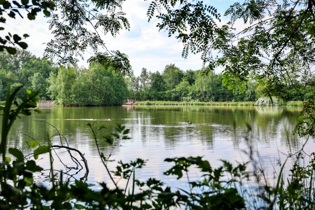 Staw Pasternik