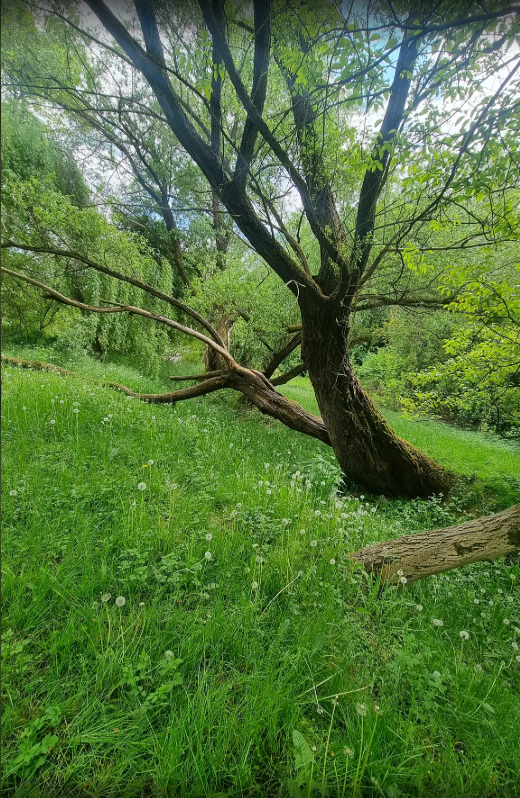 Uroczysko w Rząsce